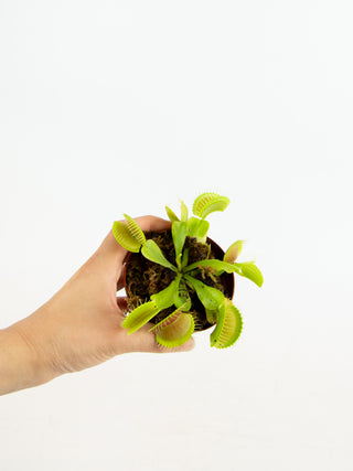 Dionaea muscipula 'Venus Fly Trap'