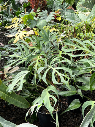 Monstera 'Burle Marx Flame'