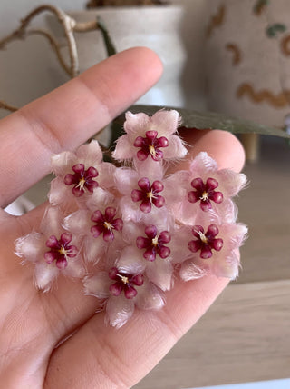 Hoya caudata 'sumatra'