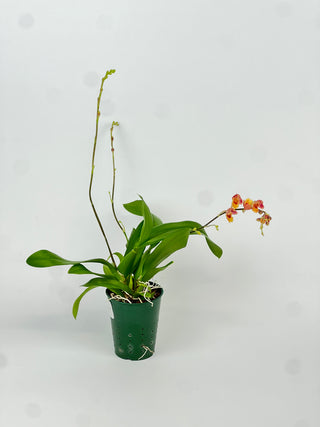 x Howeara 'Lava Burst' 'Pacific Sunrise'