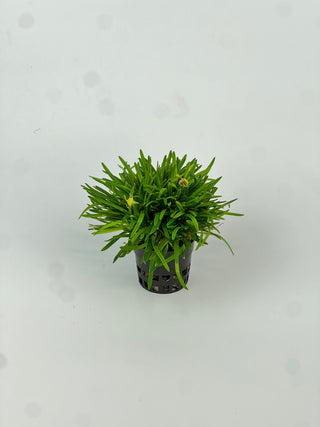Masdevallia erinacea