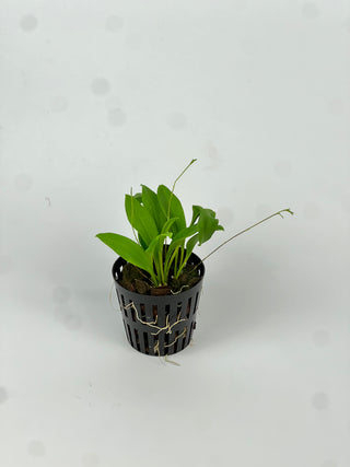 Scaphosepalum breve