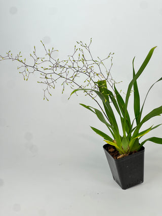 Oncidium 'Tsiku Marguerite'