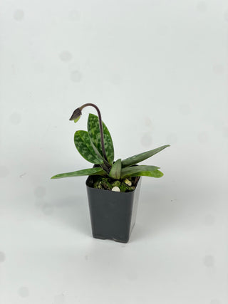 Paphiopedilum 'Apres Midi'