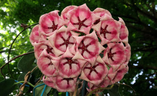 Hoya archboldiana