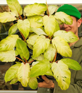 Philodendron 'Snowdrift'