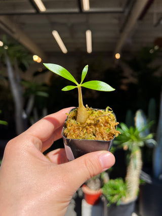 Myrmecodia platytyrea subsp. antoinii