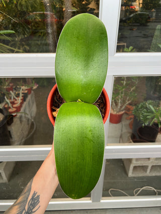 Haemanthus albiflos