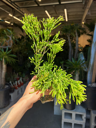 Hatiora salicornioides