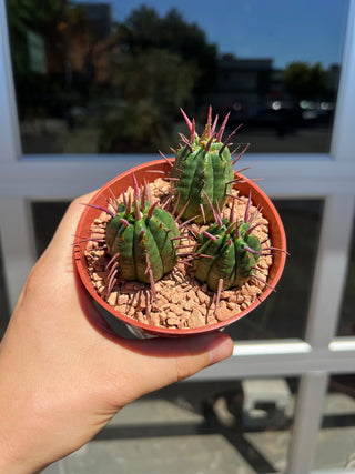 Euphorbia ferox