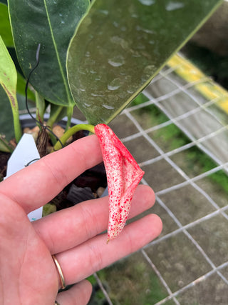 Anthurium scherzerianum var. rothschildianum