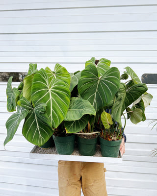 Philodendron gloriosum