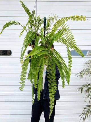 Nephrolepis pendula