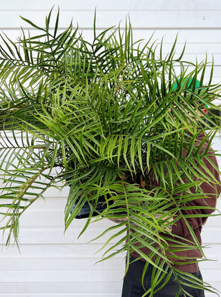 Philodendron tortum