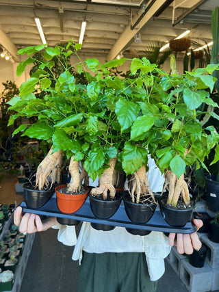 Radermachera sinica bonsai