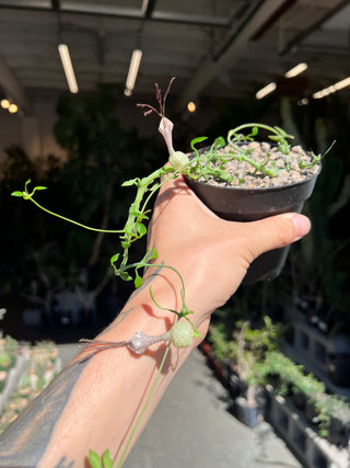Ceropegia simoneae