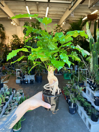 Radermachera sinica bonsai