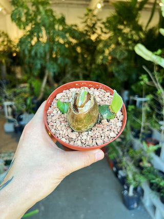 Haemanthus pauculifolius