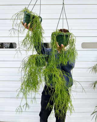 Rhipsalis baccifera