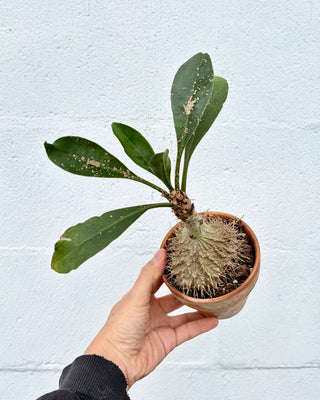 Myrmecodia platytyrea subsp. antoinii