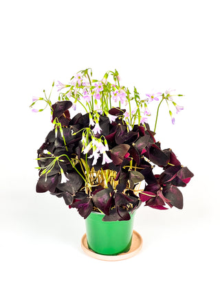 Oxalis triangularis