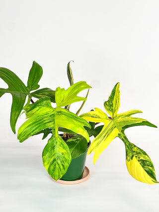Philodendron 'Florida Beauty' variegata