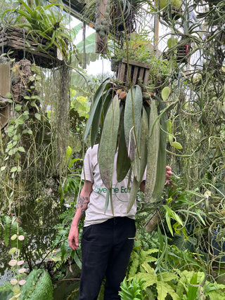 Bulbophyllum phalaenopsis