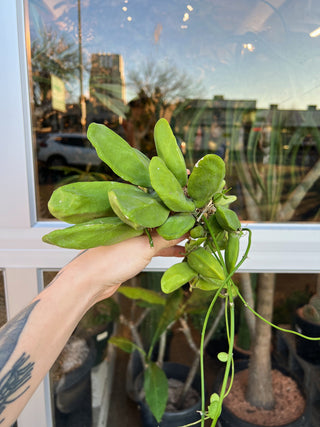 Dischidia major