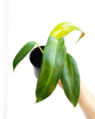 Philodendron Spiritus Sancti