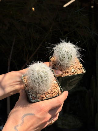 Cephalocereus senilis