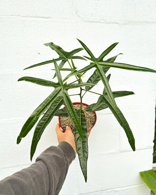 Brachychiton rupestris x acerifolius