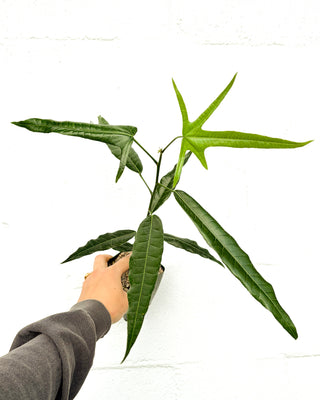 Brachychiton rupestris x acerifolius