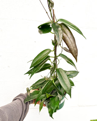 Hoya archboldiana