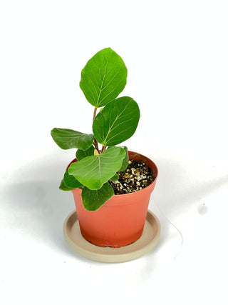 Ficus socotrana