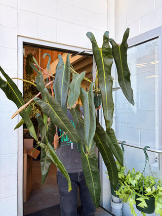 Philodendron spiritus sancti