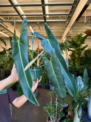 Philodendron spiritus sancti