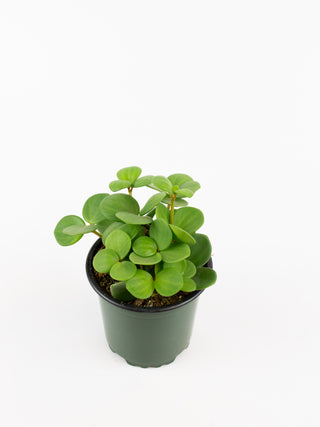 Peperomia 'Hope'