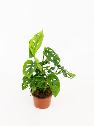 Monstera adansonii