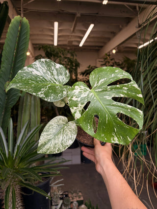 Monstera deliciosa 'Mint'