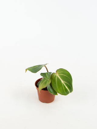 Philodendron gloriosum