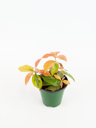 Pereskia aculeata cv. godseffiana