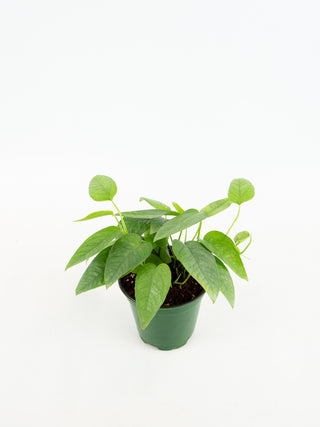 Epipremnum pinnatum 'Cebu Blue'