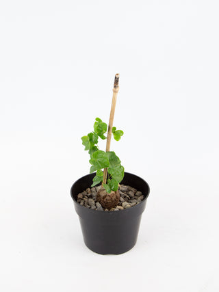 Dioscorea elephantipes