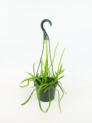 Pfeiffera boliviana