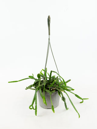 Rhipsalis micrantha