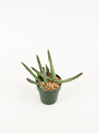 Huernia penzigii