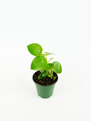 Peperomia polybotrya