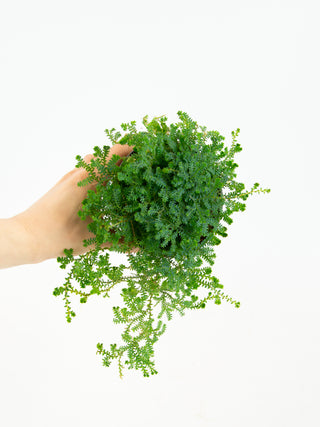 Selaginella uncinata