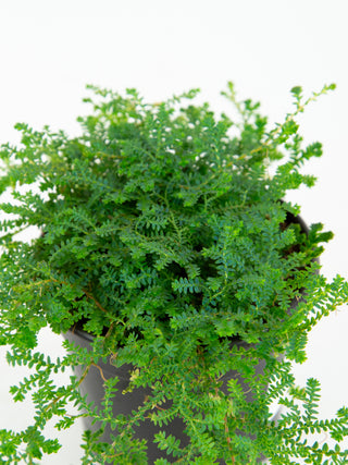 Selaginella uncinata