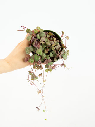 Ceropegia woodii 'String of Hearts'
